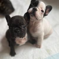 Cuccioli Bulldog Francese