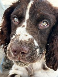 Springer Spaniel Inglese