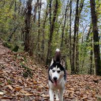 Husky con pedigree Disponibile per monta