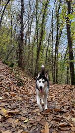 Husky con pedigree Disponibile per monta