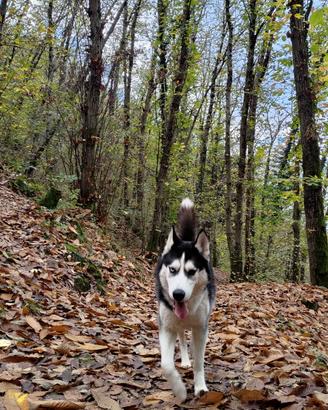 Husky con pedigree Disponibile per monta
