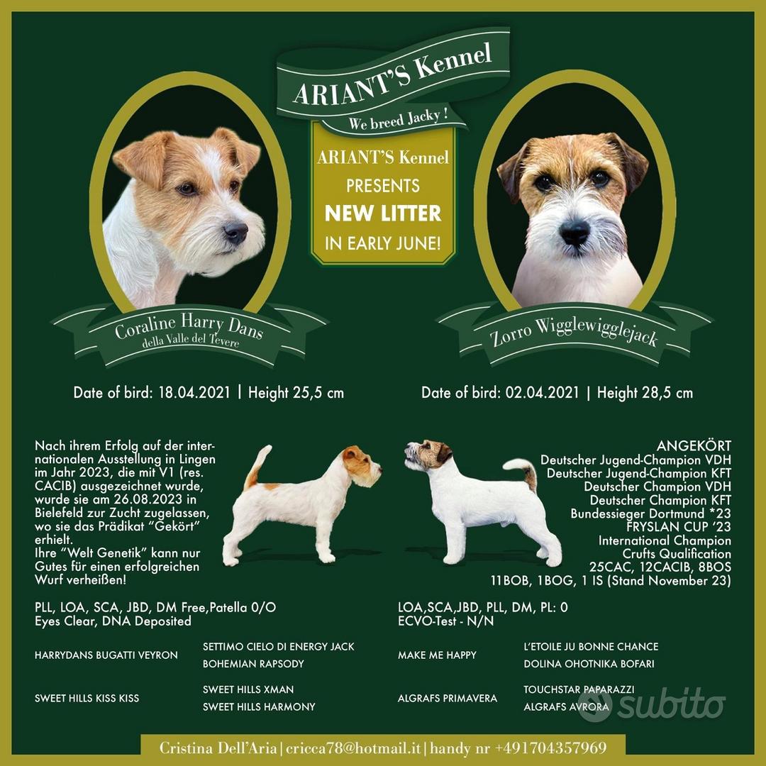 Jack Russell Terrier Animali In vendita a Perugia - Main Image