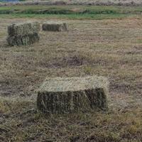 Fieno balle piccole