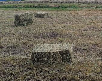 Fieno balle piccole