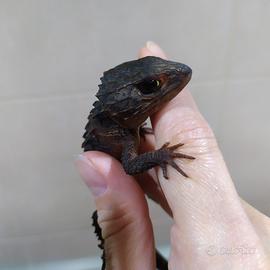 Tribolonotus Novaeguineae (scinco coccodrillo)
