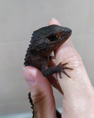 Tribolonotus Novaeguineae (scinco coccodrillo)