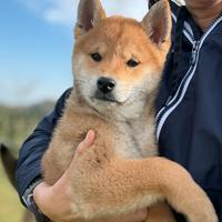 Shiba con pedigree ENCI da allevamento con affisso