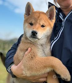 Shiba con pedigree ENCI da allevamento con affisso