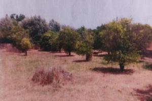 Vendita terreno edificabile