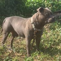 Staffordshire bull terrier