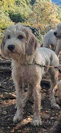 Vendita Briquet Griffon Vendeen