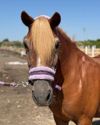 Poni super