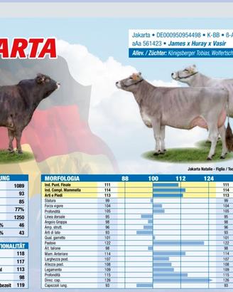 Manzette