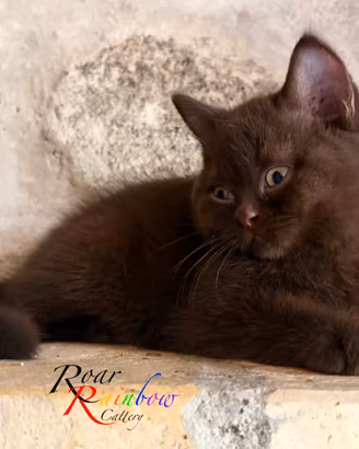 Gattini British Shorthair