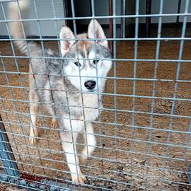 Siberian husky cuccioloni