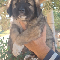 Cuccioli di pastore del caucaso?