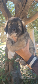 Cuccioli di pastore del caucaso?