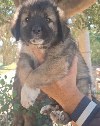 Cuccioli di pastore del caucaso?