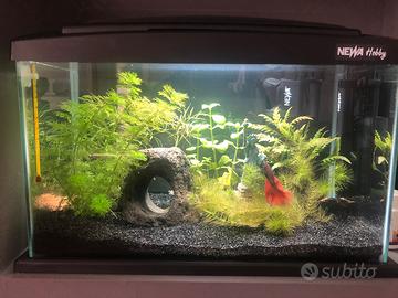 Newa Hobby 30 Acquario con illuminazione