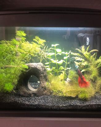Newa Hobby 30 Acquario con illuminazione