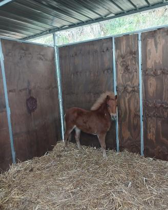 Pony