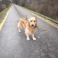 Golden Retriever monta accoppiamento
