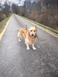 Golden Retriever monta accoppiamento