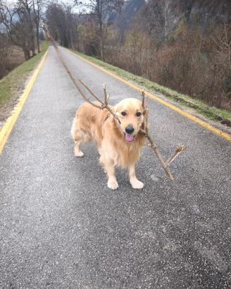 Golden Retriever monta accoppiamento