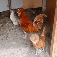 Galline ornamentali