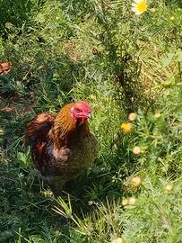 Vendita gallo aracauna