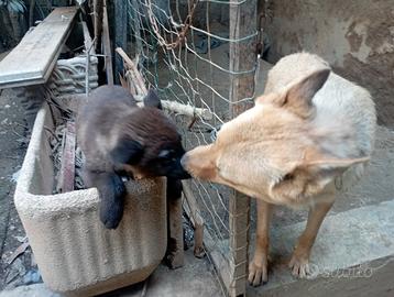 Cuccioli di lupo cecoslovacco mix pastore belga