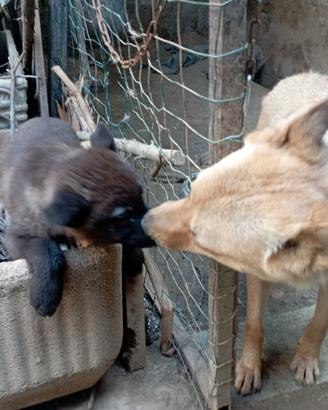 Cuccioli di lupo cecoslovacco mix pastore belga
