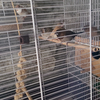 Passeri del giappone disponibili