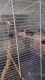 Passeri del giappone disponibili