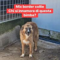 Mix Border Collie femmina