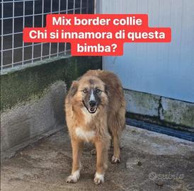 Mix Border Collie femmina