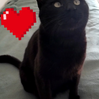Gatto Billy circa 2 anni super coccolo