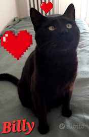 Gatto Billy circa 2 anni super coccolo