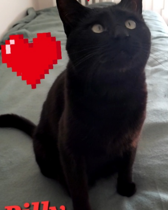 Gatto Billy circa 2 anni super coccolo