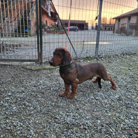 Dachsbracke