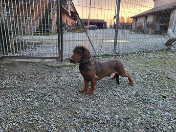 Dachsbracke