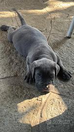 Cucciolo cane Corso