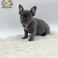 Incantevole bulldog francese Total blu