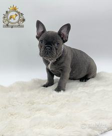 Incantevole bulldog francese Total blu