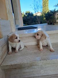 Cuccioli di beagle