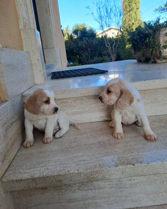 Cuccioli di beagle