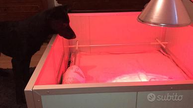 Cassa parto coibentata