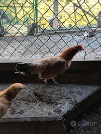 femmine di gallina Mugellese 