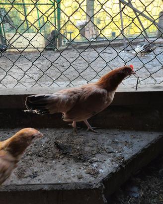 femmine di gallina Mugellese 