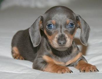 BASSOTTO NANO TEDESCO - BASSOTTI NANI BLU puppy